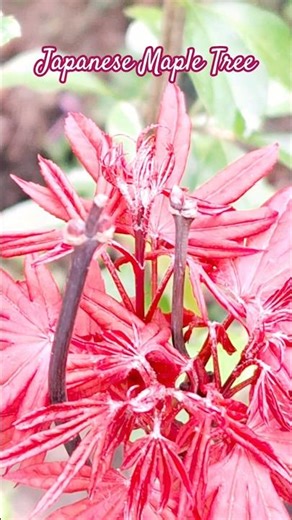Japanese Maple Tree quick care tips #plants #garden