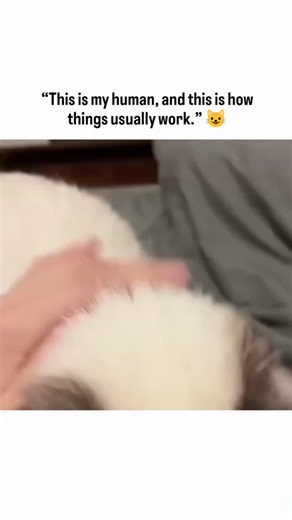 Candy on Instagram: "This video highlights a very real and well-documented cat behavior that’s often mislabeled as jealousy—but the truth is more nuanced and rooted in bonding, attention, and territory. What’s really happening Cats don’t experience jealousy the way humans do. Instead, they form strong associations between: Their primary caregiver Predictable access to attention Control over shared space When a cat sees another person or animal receiving affection, it can trigger a disruption res