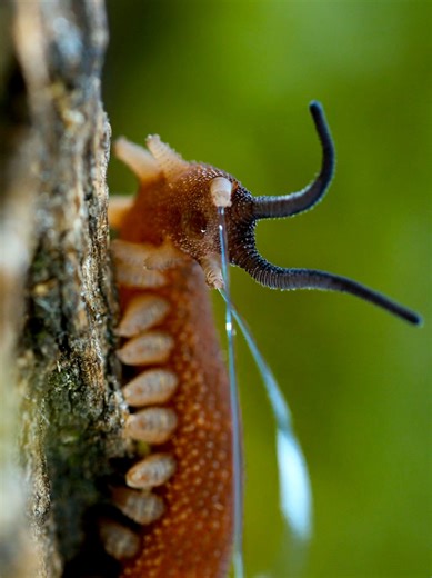 onychophora