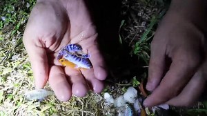 Why these rare aquarium fish ended up in this DIY trap