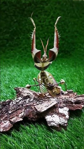The Devil's Flower Mantis: Witnessing its Impressive Defensive Posture