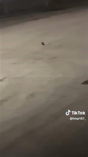 This Prison Has A Rat Problem