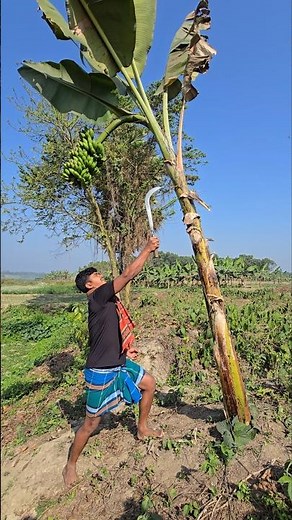 How bananas are cut, food (Episode 3988) 😱🍌 #viral #food #bananafarming #banana #shorts #farming