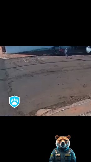 6.1K views · 1.8K reactions | FOLLOW @bearsecurity.co #cctv #dashcam #dog #dogsofinstagram #puppies #walkies #wild #funny | Bear Security Gadgets | Facebook