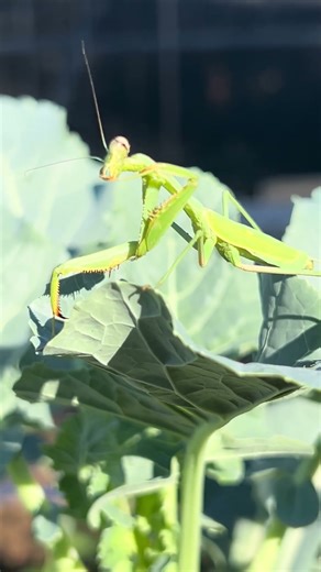 Mantis cleaning arms.