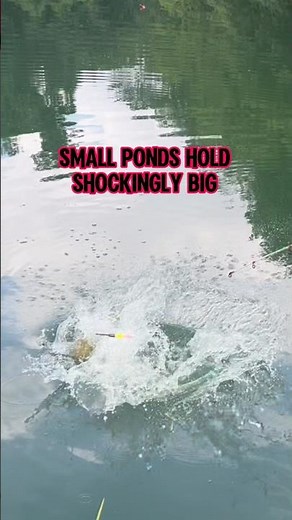 How To Catch GIANT Carp In SMALL Ponds! #fishing #shorts #carpfishing