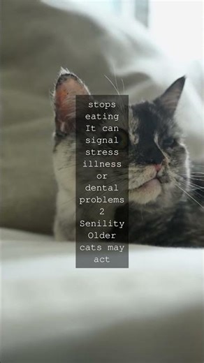 Know Your Cats Health A Quick Guide Cats are beloved pets but they can face health...