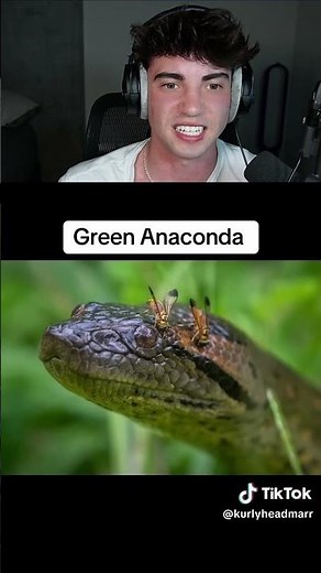 The Biggest Snakes in the World! 😨