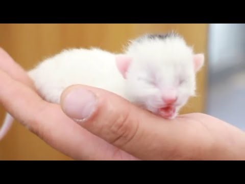 菜園子裏的毛孩子每天都很開心，幫助這些貓貓狗狗是最開心一件事情！！！