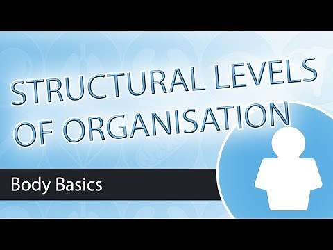 Levels of Structural Organisation