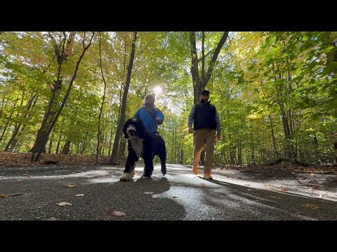 Ludington Fall Adventures | Hiking, Food and Dog-Friendly Fun