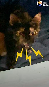 Watch this hissing cat turn from a super protective mom into a playful kitten herself! 😼 | The Dodo