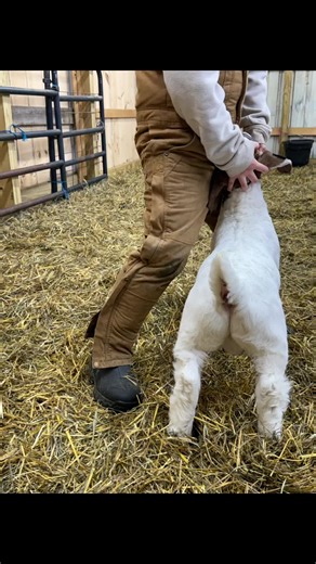Preparing for the Goat Show: Tips and Tricks