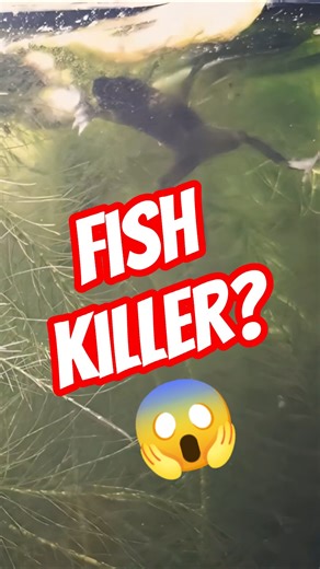 Can African Dwarf Frogs Eat Betta Fish?😱