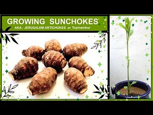 Growing Sunchokes /Jerusalem Artichokes in Containers or Pots