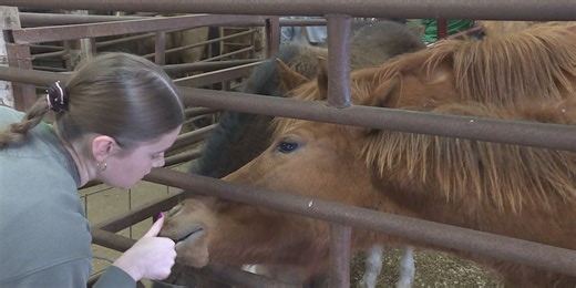 Gage County horses go up for auction, some to return to Epona