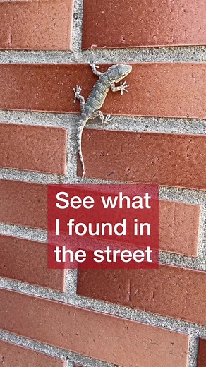 This beautiful common wall gecko (Tarentola mauritanica) came by my balcony while I was in Spain. This species of gecko, which is native to the western Mediterranean area of North Africa and Europe is known to venture into urban areas and this is why I found it in my house (which made me very happy because this species of gecko is really really beautiful). . Geckos always fascinated me for their incredible ability to walk on walls and on ceilings. They can do this because their legs have evolved