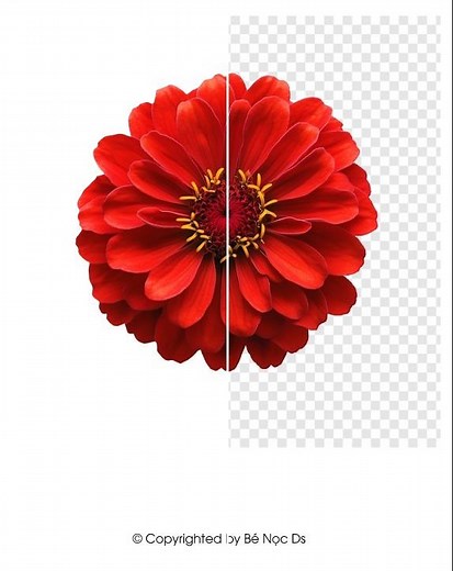 Illustrator Tutorial | How to easily cut out images and remove the background in Illustrator#benocds