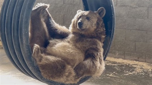 Bear Described as 'Cultural Icon' Strikes Pose in Tire Swing
