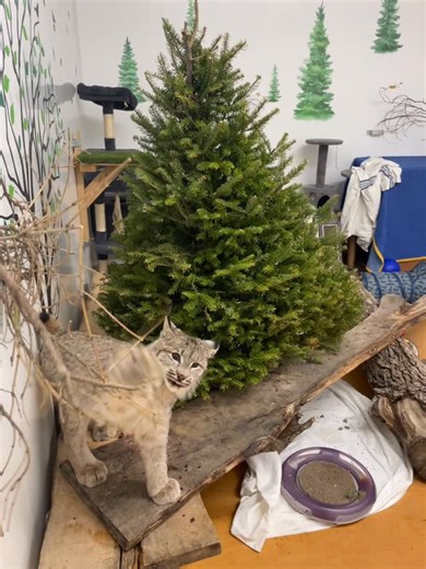 Wildlife Haven on Instagram: "Lumi is loving her very own Christmas tree! 😍 Real Christmas trees make fantastic enrichment items for our patients and ambassador animals. If you still have yours, we’d love to give it a second life! Christmas tree donations can be dropped off at our patient intake any day of the week between 9-5 PM. Please drive around the north side of our building to drop off at our patient intake. Thank you! 🙏 #wildliferehab #manitoba #winnipeg #christmastrees"