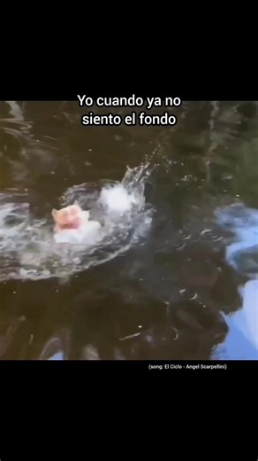 La cara más graciosa de los animales