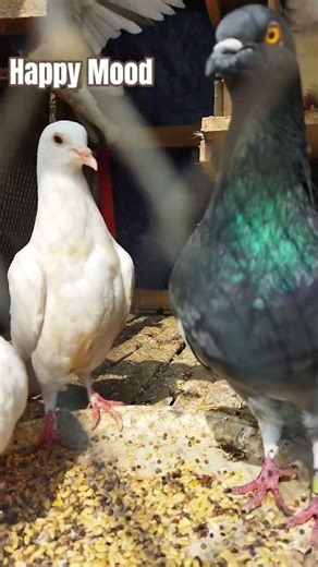 This Pigeon is Cute but his Aura is Menacing 💀🎀 #shorts #kabootar #kabutar #animals #rizz #কবুতর