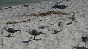 Black-legged kittiwake mull around on beach before flying off.