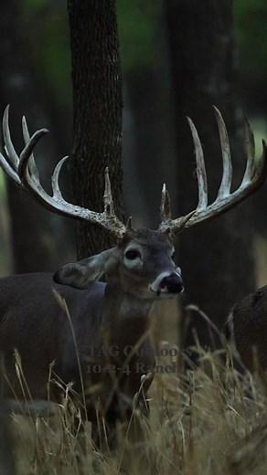 Impressive Whitetail Deer Hunting Video at 10-2-4 Ranch