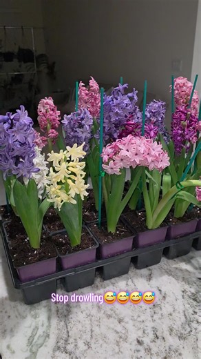 Hyacinths: Care Tips for Stunning Spring Blooms