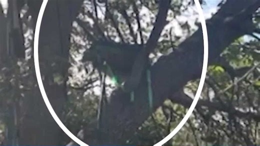 Python Cowboy says tree stand facing Air Force One’s runway may have been there for two years