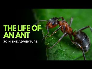The Fascinating Life of Ants | Scientific Documentary on Ant Colonies