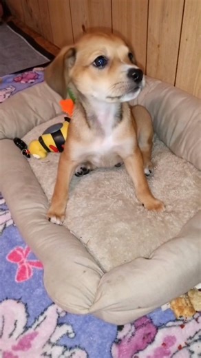 Dog face trend| shaking face #tredning #ai