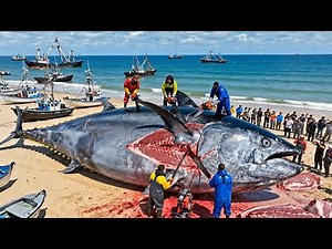 The $300 Million Bluefin Tuna Hunt – The Largest Fishing Expedition in the World.