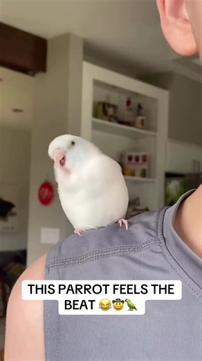 THIS PARROT FEELS THE BEAT 😭🦜 dancing parrot, funny parrot, parrot dancing, bird dancing, funny bird, parrot vibing, parrot on beat, bird on beat, dancing bird meme, funny animals, animal dancing, pets dancing, pet comedy, animal comedy, viral animal, viral bird, cute parrot, crazy parrot, parrot meme, funny pet video, pets of tiktok, parrots of tiktok, animal tiktok, funny tiktok animals, 50 cent parrot, parrot dancing to music, bird dancing to music, in da club parrot, parrot reaction, laugh