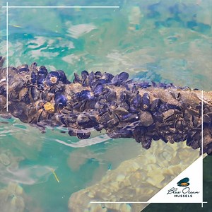 4.5K views · 37 reactions | Mussel magic: the journey of Blue Ocean...