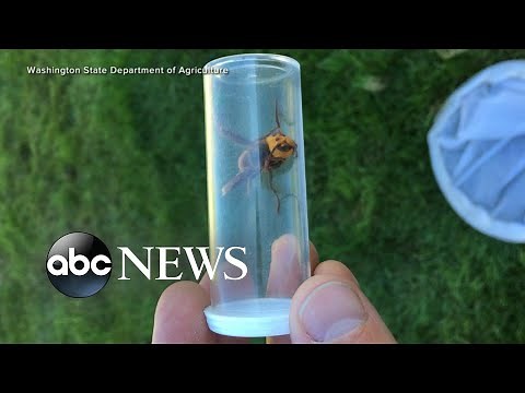 Experts reveal what was inside murder hornet nest