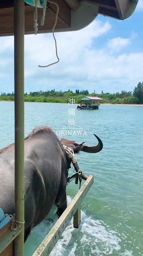📍沖縄｜Okinawa 水牛車に乗ってたどり着く由布島🏝️ 西表島・与那良川から流れ出た、砂の堆積によってできた小さな島。 西表島から400m程に位置し、三味線と島唄の音色を聴きながら水牛車でゆっくりと渡ることができます✨ 1996年の巨大台風で由布島は壊滅的な被害を受けましたが、再び島に人々が戻ることを願い、西表正治おじい夫婦が島中に亜熱帯の植物を植え続けたそうです。 島全体が亜熱帯植物楽園になっており、南国の草花を楽しめます🌺 由布島茶屋にあるバタフライピーのジェラートがおすすめです🍨 #沖縄 #西表島 #由布島 #水牛 #離島 #自然 #日本の絶景 #japantravel #nature #beautifulview