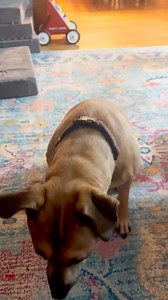 Meet Nessie, a tender‑hearted seven-and-a-half-year-old Boxer mix in East Lansing, MI, with soulful eyes and a velvety tan coat (and a white blaze down her chest)! 😊 She’s 48 pounds of pure snuggly sweetness and a total professional cuddler! Whether stretching out beside you on the couch or curling into her donut‑shape crate, Nessie lives for calm comfort and warm companionship. She’s house‑trained, knows “sit,” “come,” “leave it,” and “kennel up,” and she thrives in peaceful routines 🐾 She do