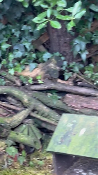 14K views · 1.5K reactions | The mouse that lives in the tree house it’s been a very productive Friday for me | The Mouse family that live by the brambles | Facebook