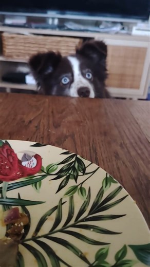 Mon chien me fixe TOUTE la journée quand je mange #humourfrancais #dogreels