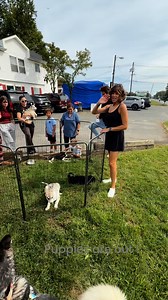 55K views · 914 reactions | Puppies are out! Come on down !#huskyrescue #huskyhousenj #adoptdontshop #huskiesofinstagram #adoptahusky #husky #dog #huskygram | Husky House | Facebook