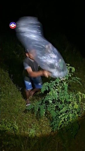 target on the moringa tree #shortsvideo