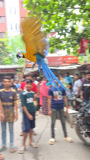 165K views · 2.5K reactions | Free flying_macaw parrot. #macaw #parrots #reels #birds #viral | Exotic Pets Aviary | Facebook