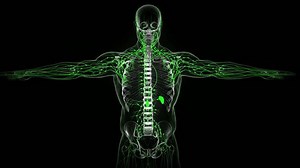 Lymphatic System Anatomy Human Body 3d Stock Footage Video (100% Royalty-free) 1105526899 | Shutterstock