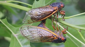 Bugging out: Brood 17 cicadas to emerge after 17 years