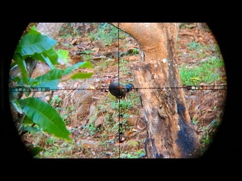 Berburu Di Kebun Mangga‼️ SEPOT PREMIUM