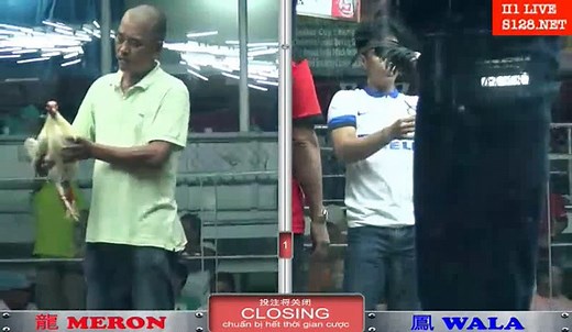 Sabung Ayam Tengah Malam