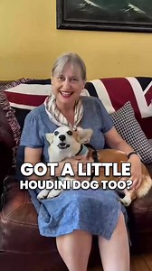 6.6K views · 13 reactions | ⚠️Calling All Dog Parents with Small...