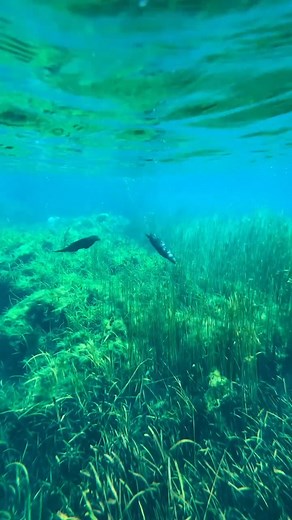 16K views · 349 reactions | Spotted: the cutest locals on the Rainbow River. 簾 Cute, curious, and totally at home in Florida’s Natural Wonder®. 簾 Catch the otters playing along the Rainbow River in Dunnellon! . ️ @otterpaddleorlando(IG) | Ocala/Marion County, Florida | Facebook