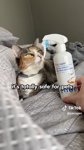 How to Use Pacagen's Cat Allergen Neutralizing Spray! ° ° ° #cat #catowner #catallergies #cats #friends #catfriends #playdate #pet #pettools #petallergies #petallergy #useful #friendship #funny #fyppp #animals #cute #cuddly #skit #bestfriends #bff #tissues